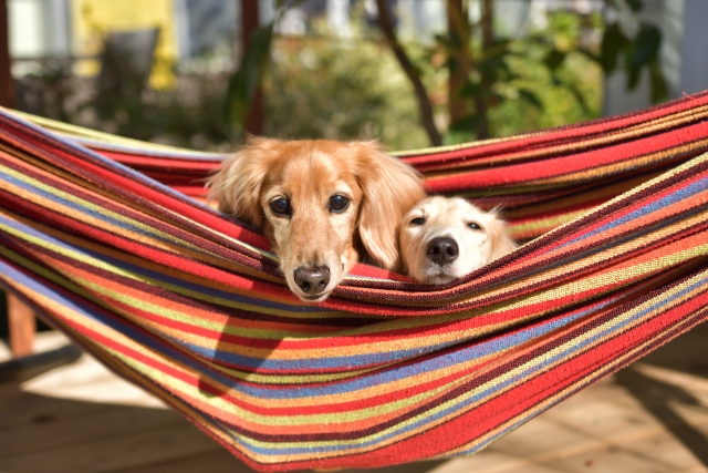 人と犬・猫が暮らしやすい家を考えるやさしい注文住宅