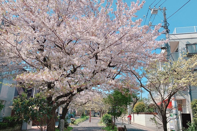 烏山川緑道の桜