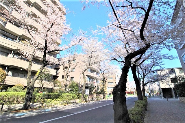 桜並木5