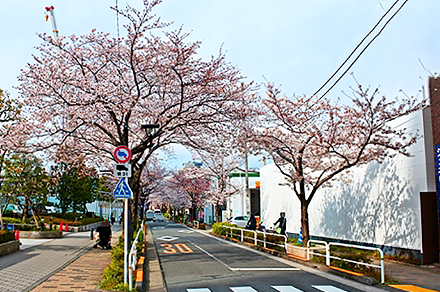 senzoku_sakura