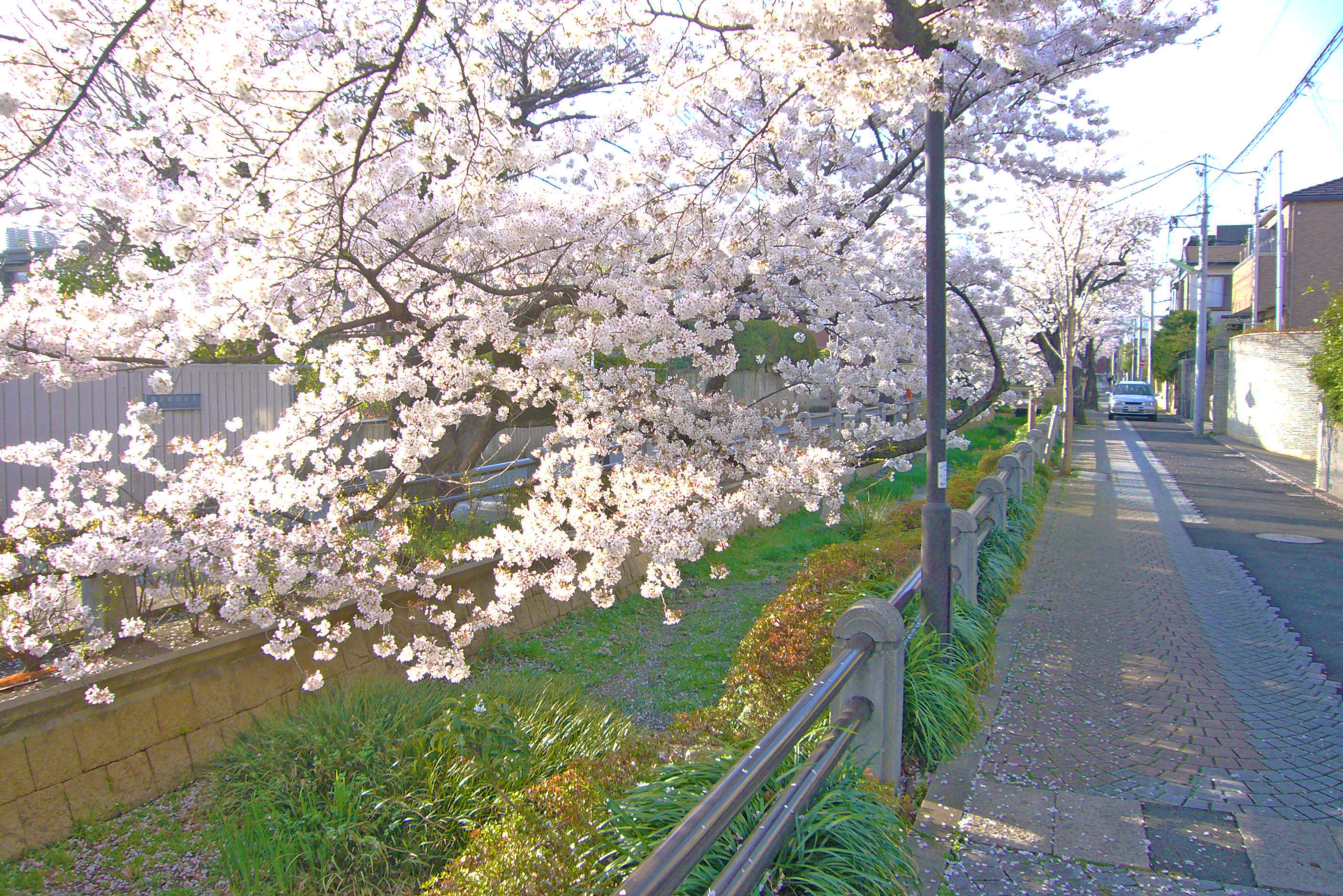 shinmachi1-32-12_sakura (2)